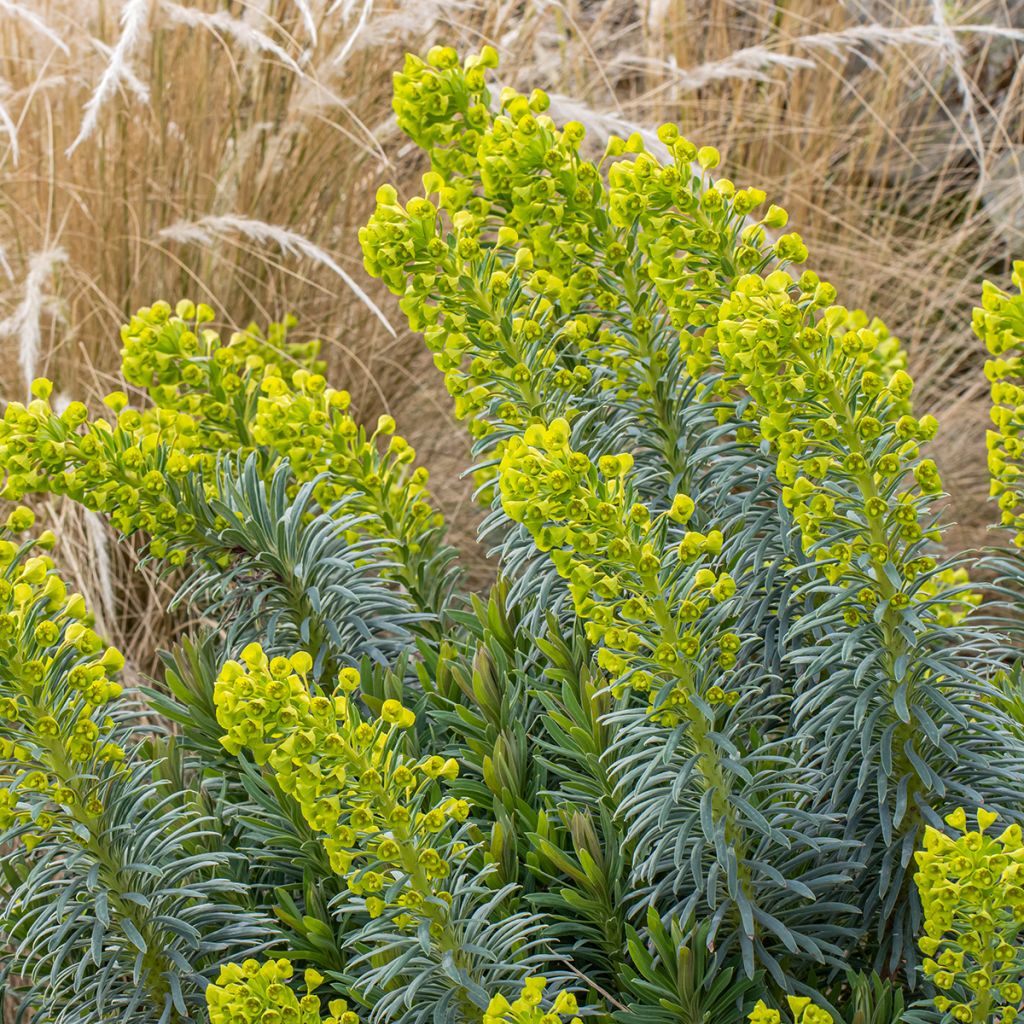 Euphorbia characias Humpty Dumpty