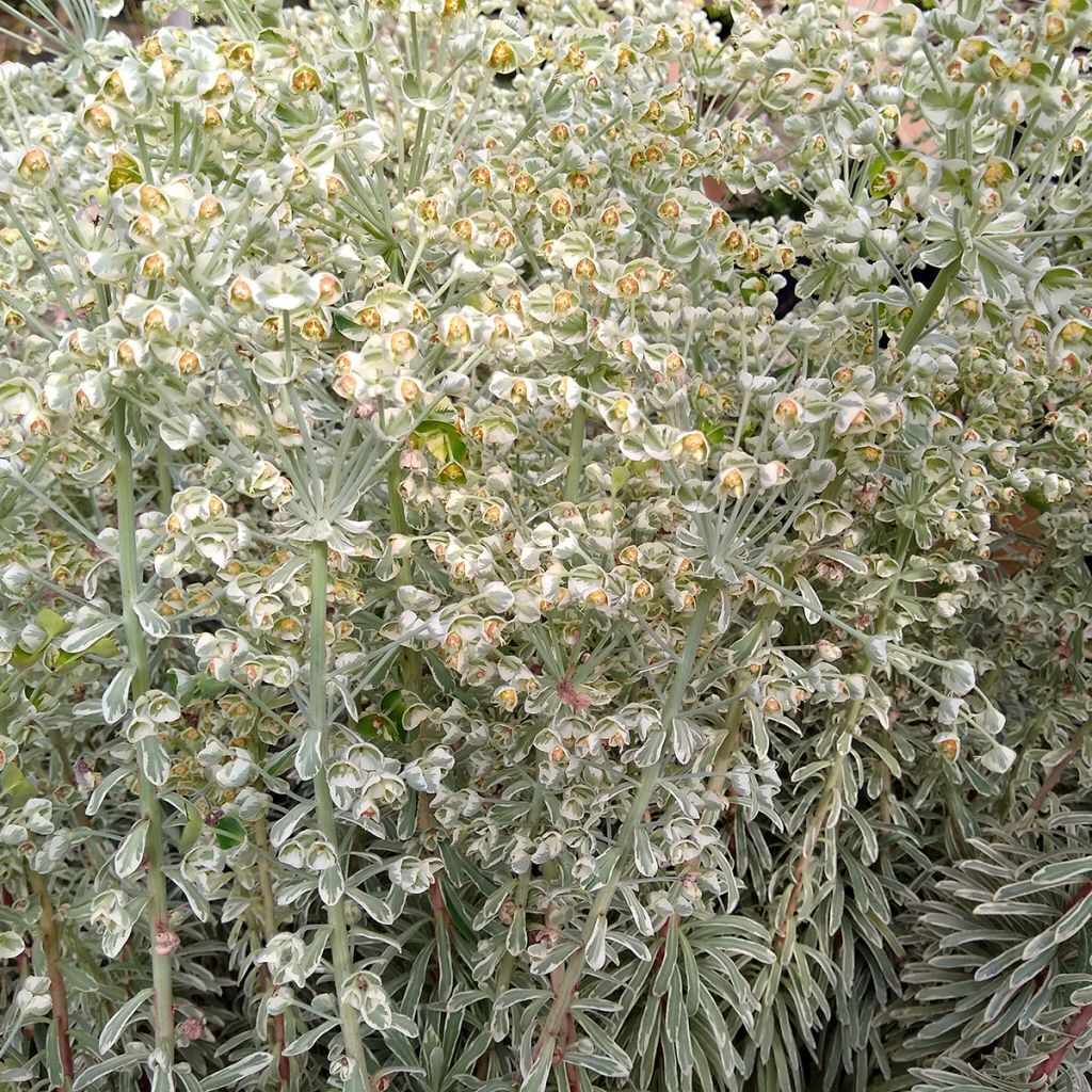 Euphorbia characias Wilcott