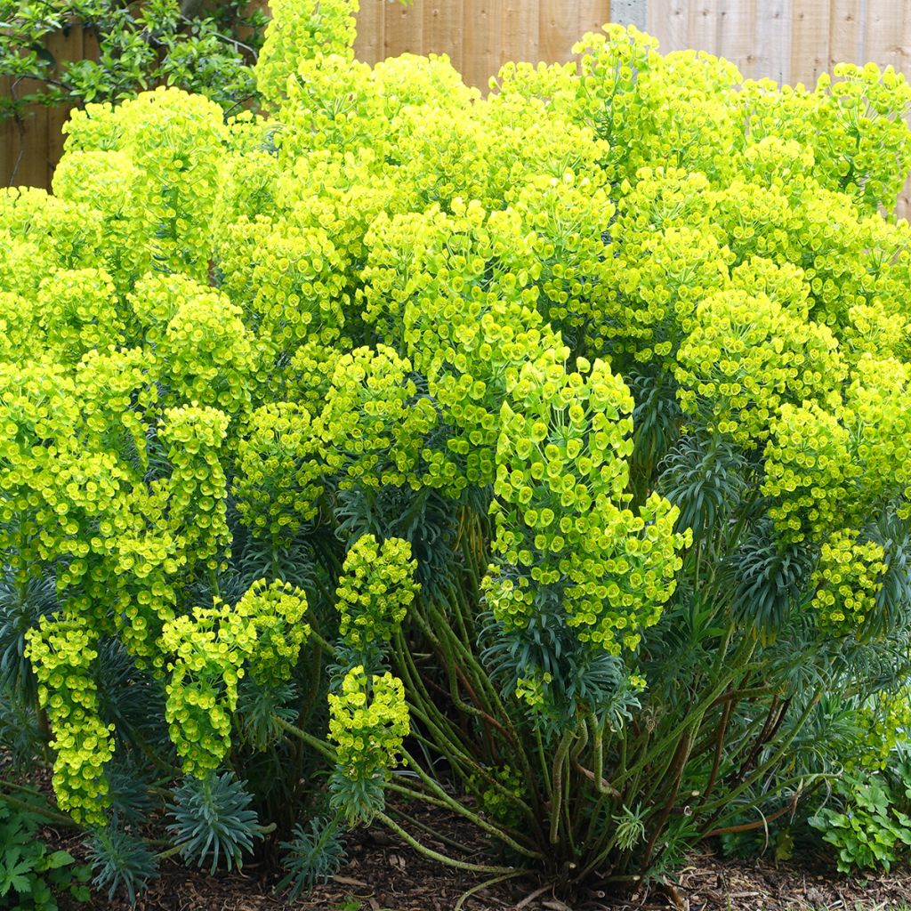 Euphorbia characias ssp. wulfenii