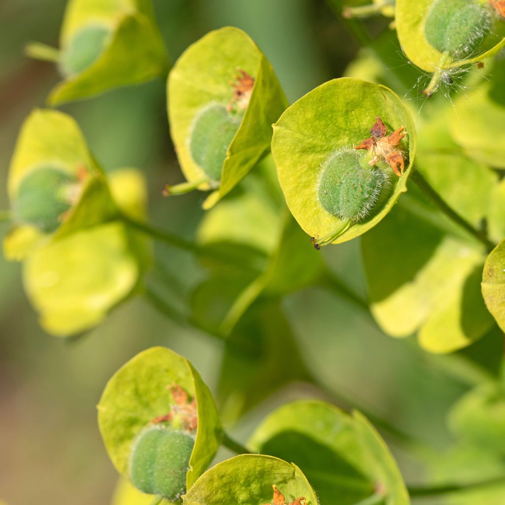 Euphorbia characias ssp. wulfenii