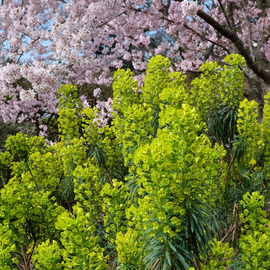 Euphorbia characias ssp. wulfenii