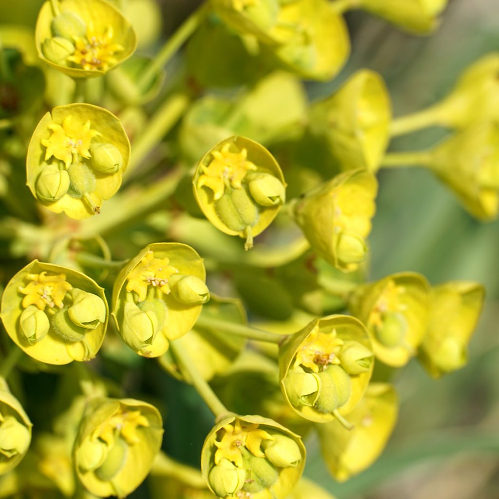 Euphorbia characias ssp. wulfenii