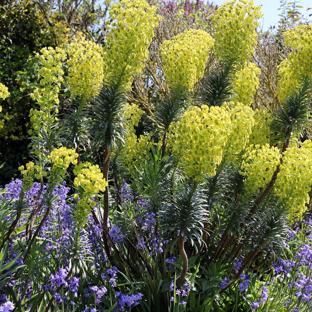 Euphorbia characias ssp. wulfenii