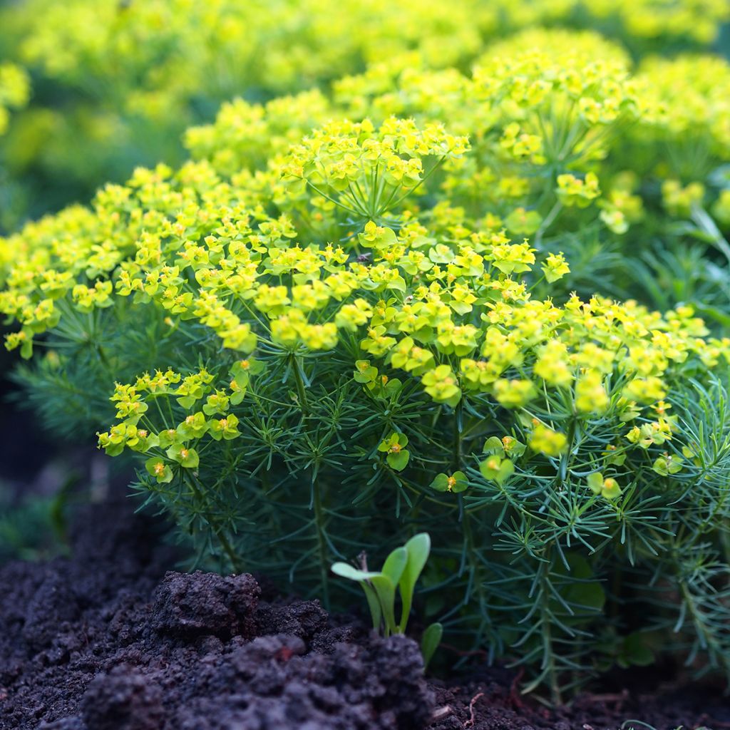 Euphorbia cyparissias Clarice Howard