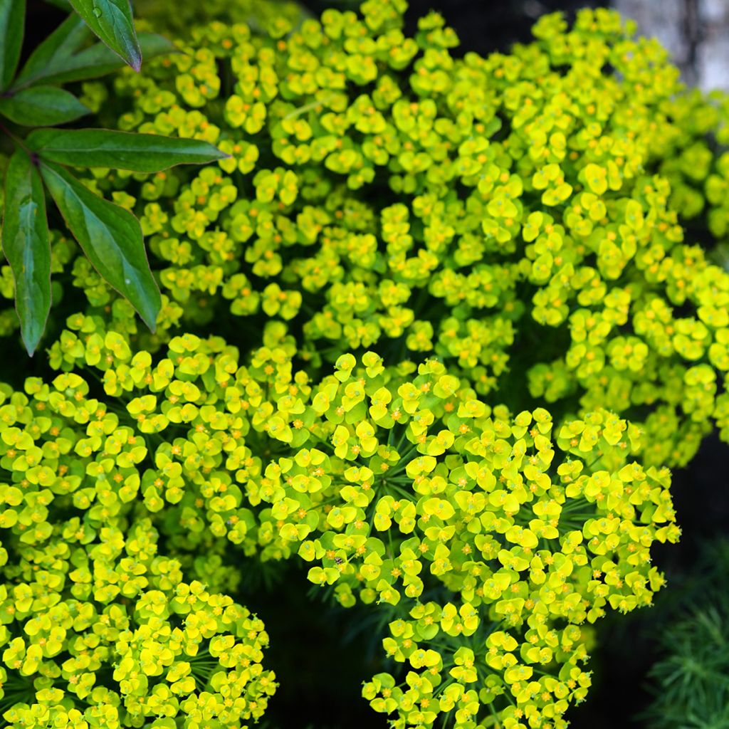 Euphorbia cyparissias Clarice Howard