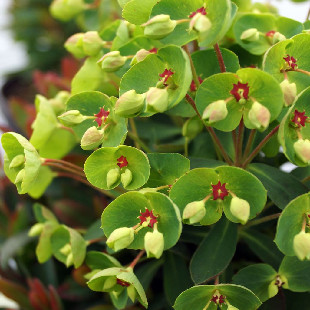 Euphorbia martinii