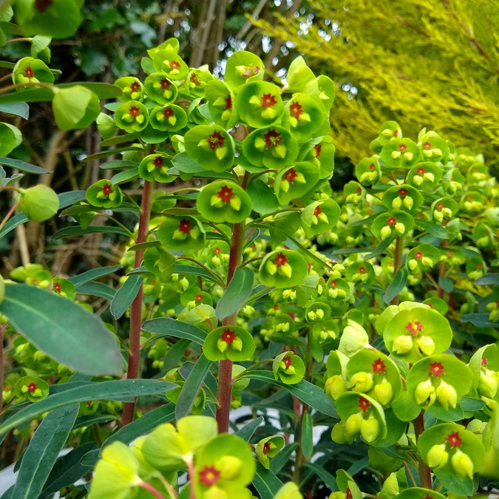 Euphorbia martinii