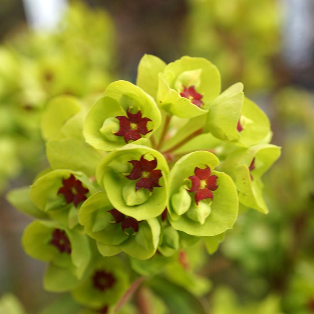 Euphorbia martinii