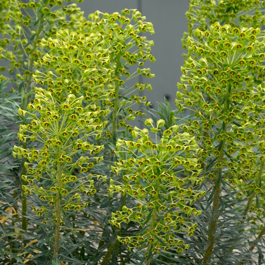 Euphorbia martinii