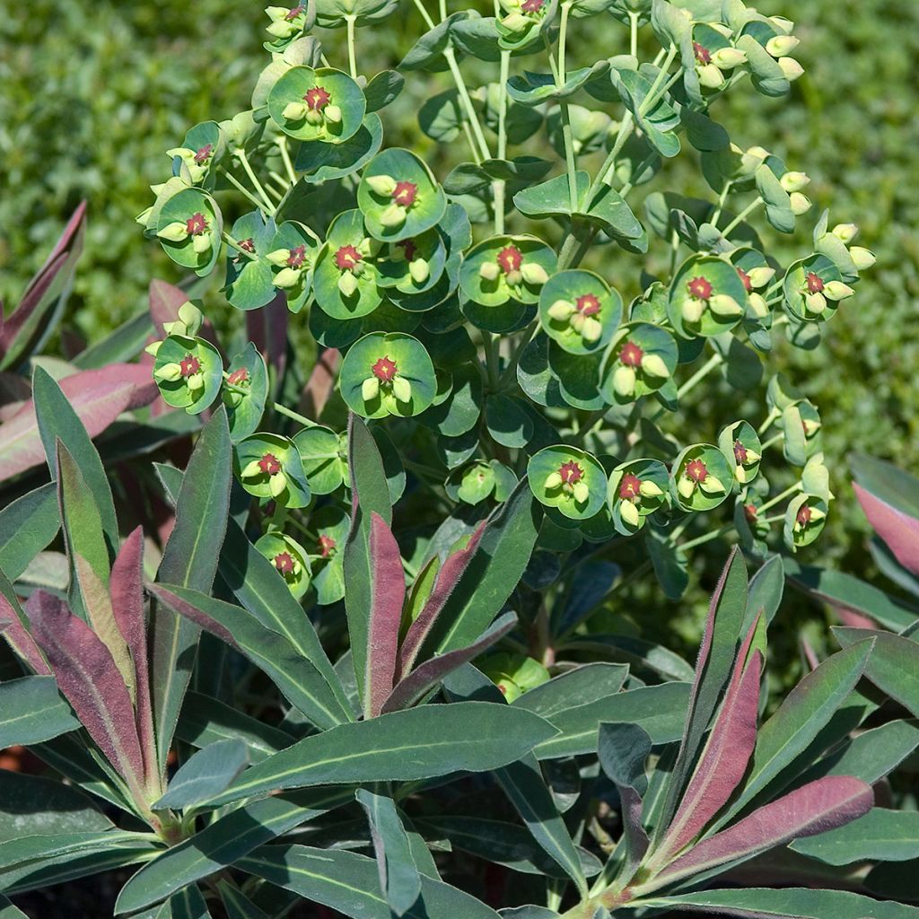 Euphorbia martinii