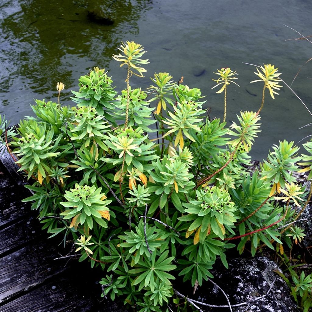 Euphorbia glauca