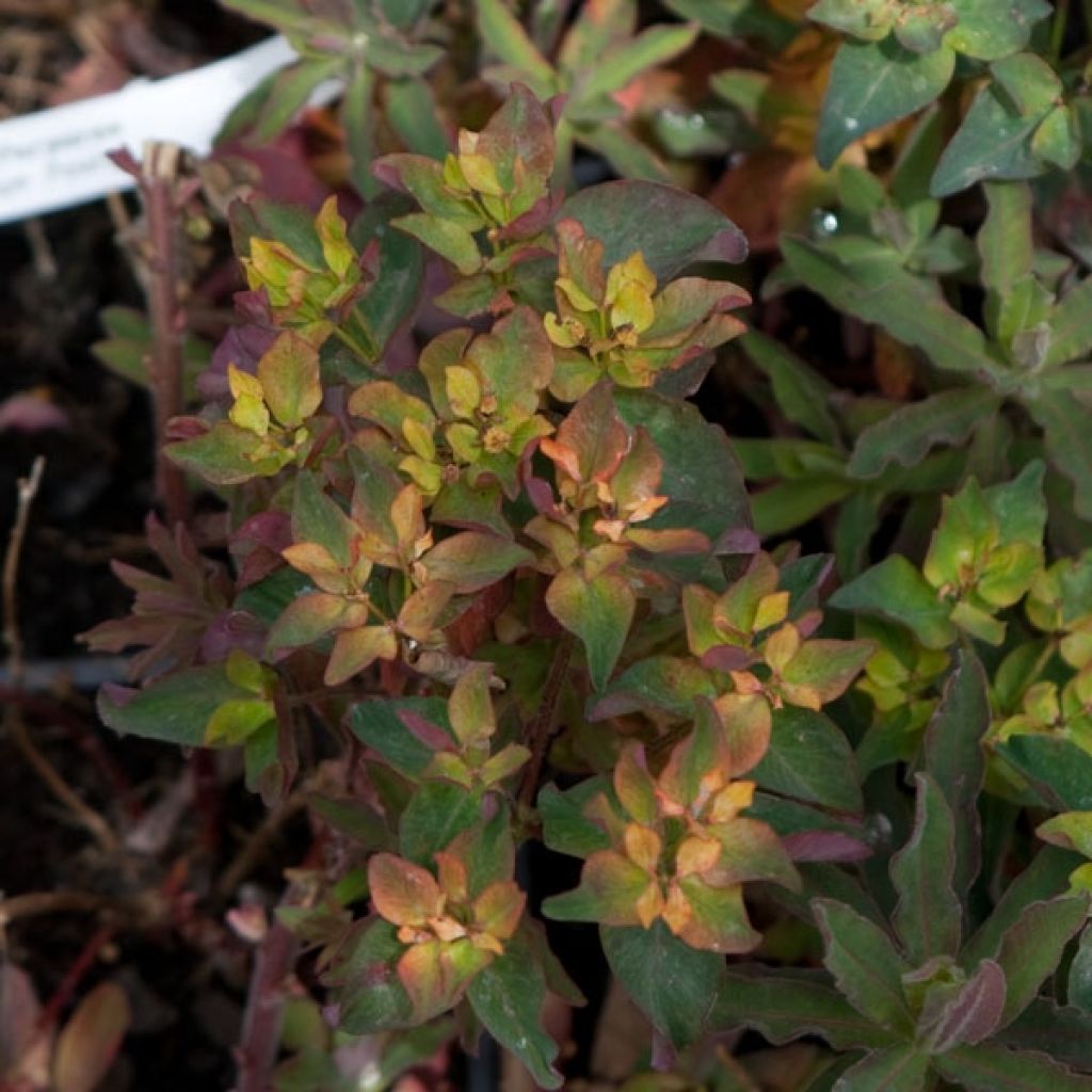 Euphorbe , Euphorbia Polychroma Purpurea