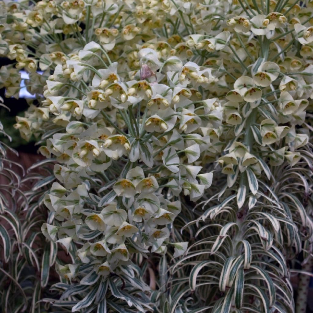 Euphorbia characias Tasmanian tiger