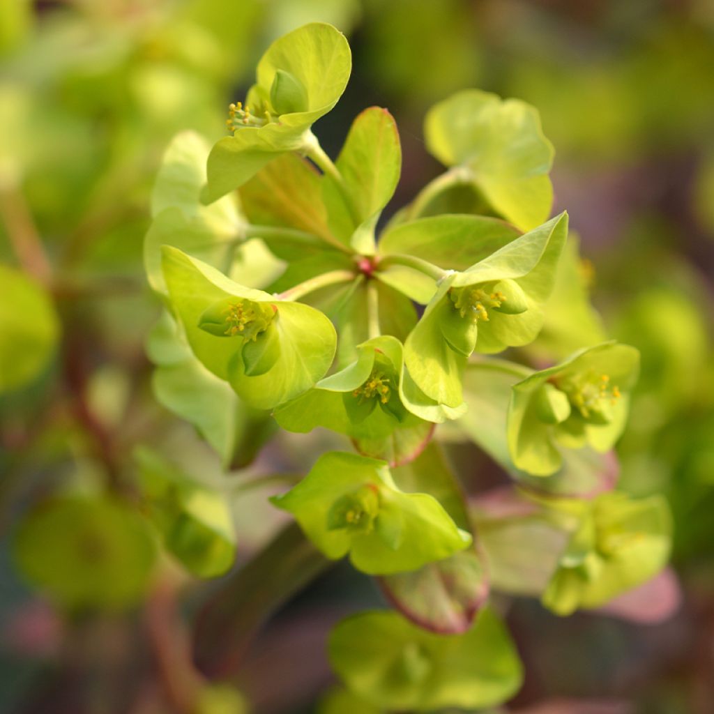 Euphorbia amygdaloïdes var. robbiae Redbud