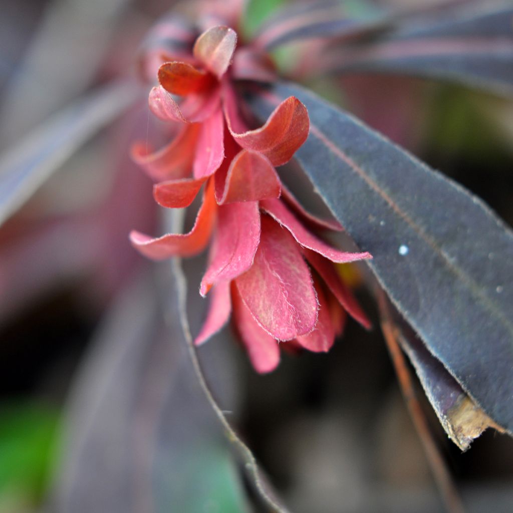 Euphorbia amygdaloides Purpurea