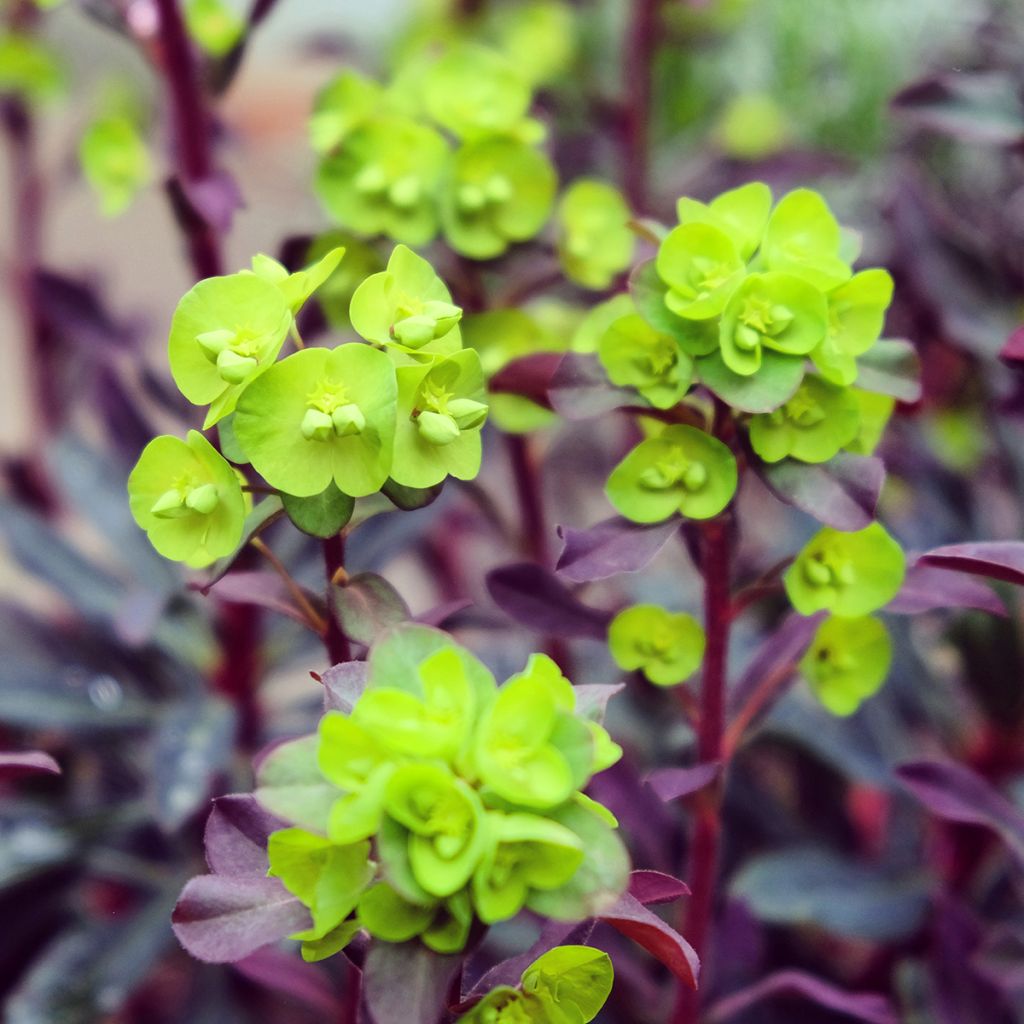 Euphorbia amygdaloides Purpurea