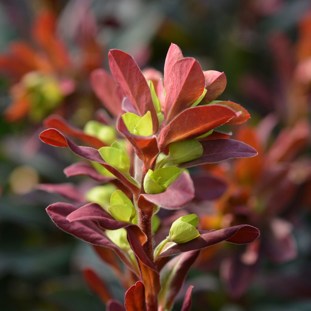 Euphorbia amygdaloides Purpurea