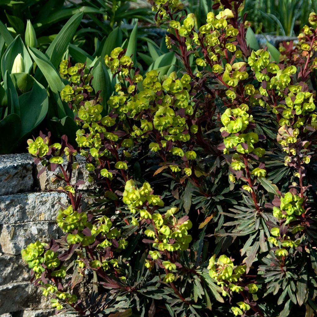 Euphorbia amygdaloides Purpurea