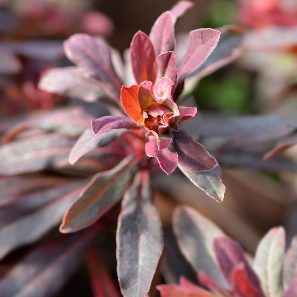 Euphorbia amygdaloides Purpurea