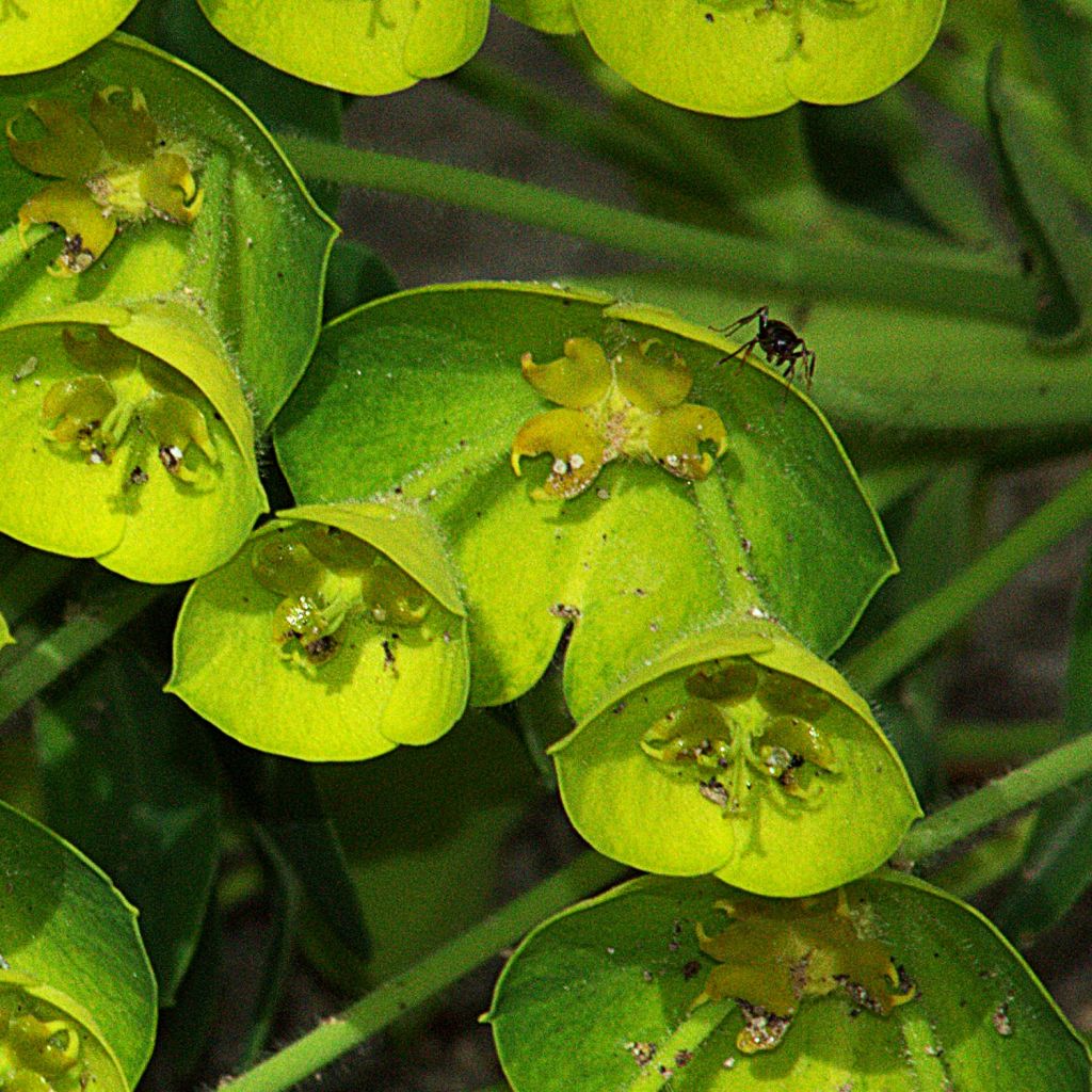 Euphorbe, Euphorbia characias Blue Wonder