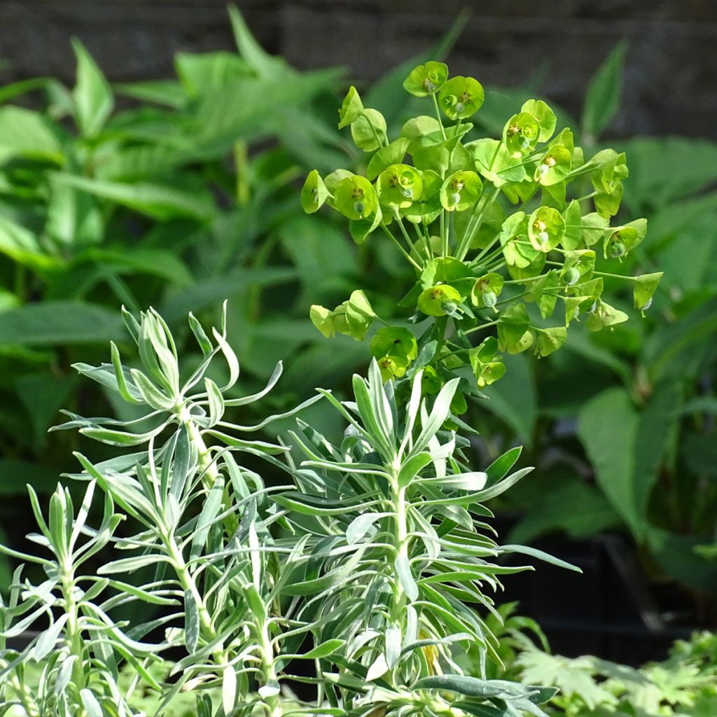 Euphorbia characias - Euforbia cespugliosa