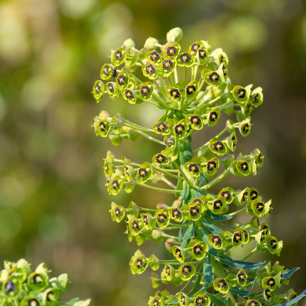 Euphorbia characias - Euforbia cespugliosa