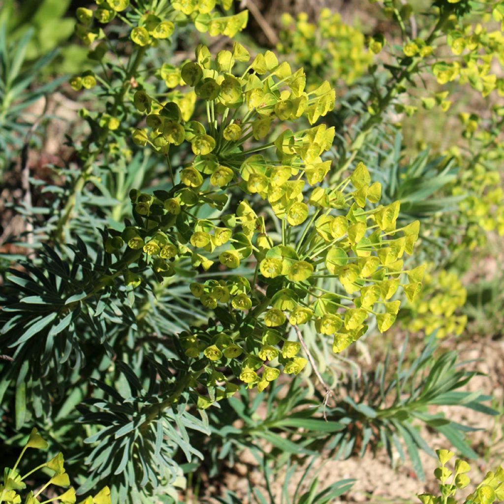 Euphorbia characias - Euforbia cespugliosa