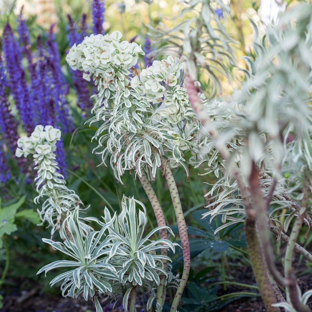 Euphorbia characias Tasmanian tiger