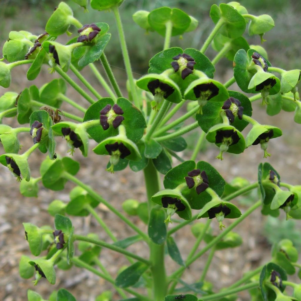 Euphorbe, Euphorbia characias ssp. characias