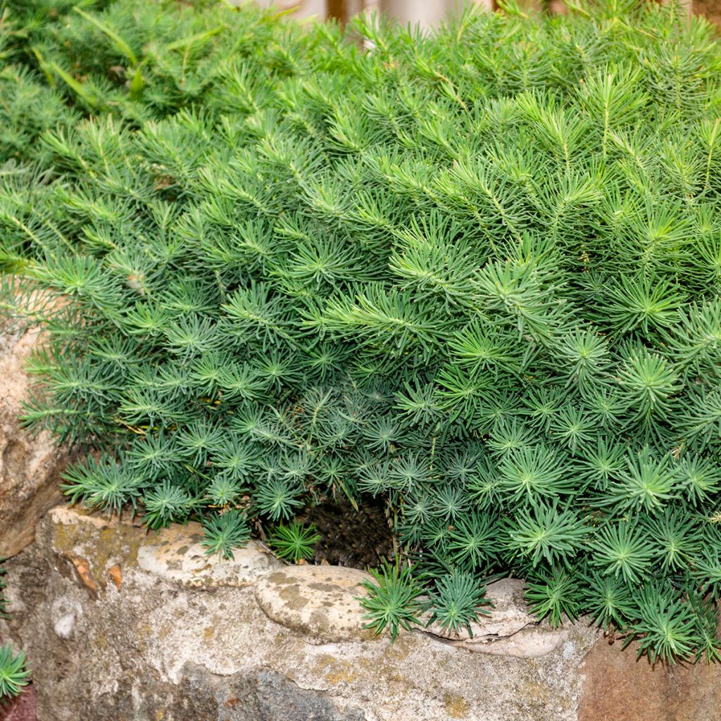 Euphorbia cyparissias Fens Ruby