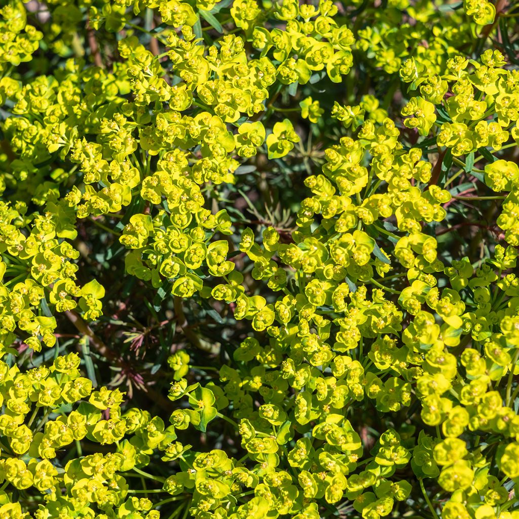 Euphorbia cyparissias Fens Ruby