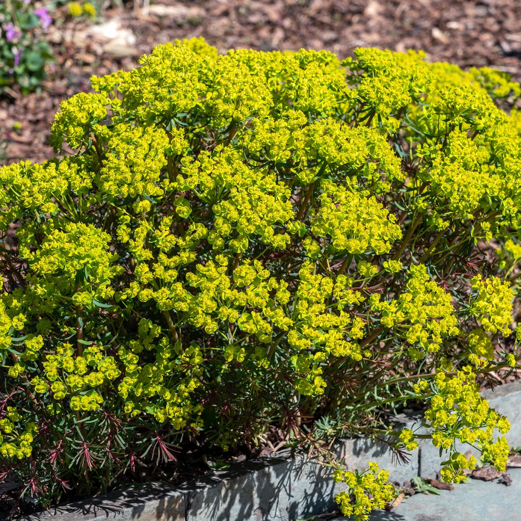 Euphorbia cyparissias Fens Ruby