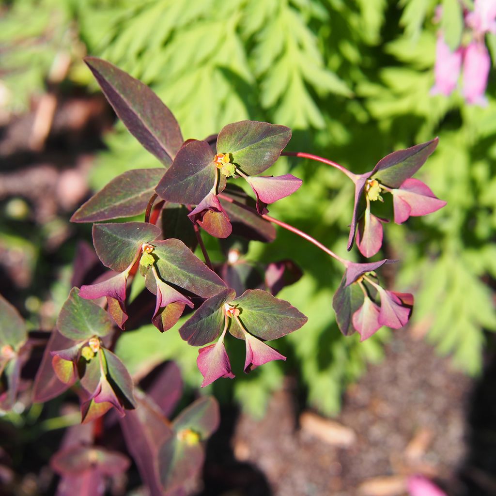 Euphorbia dulcis Chameleon