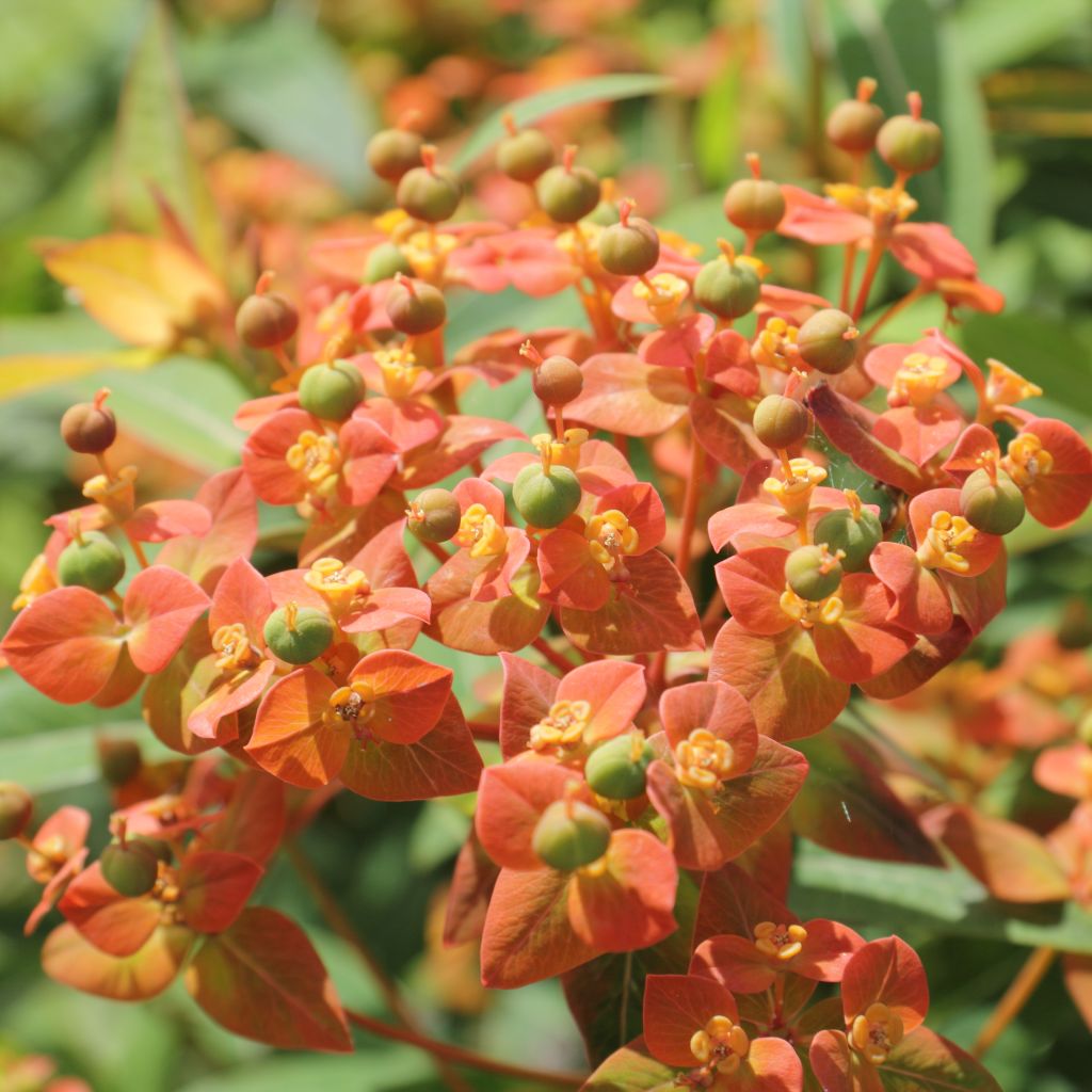 Euphorbe, Euphorbia griffithii