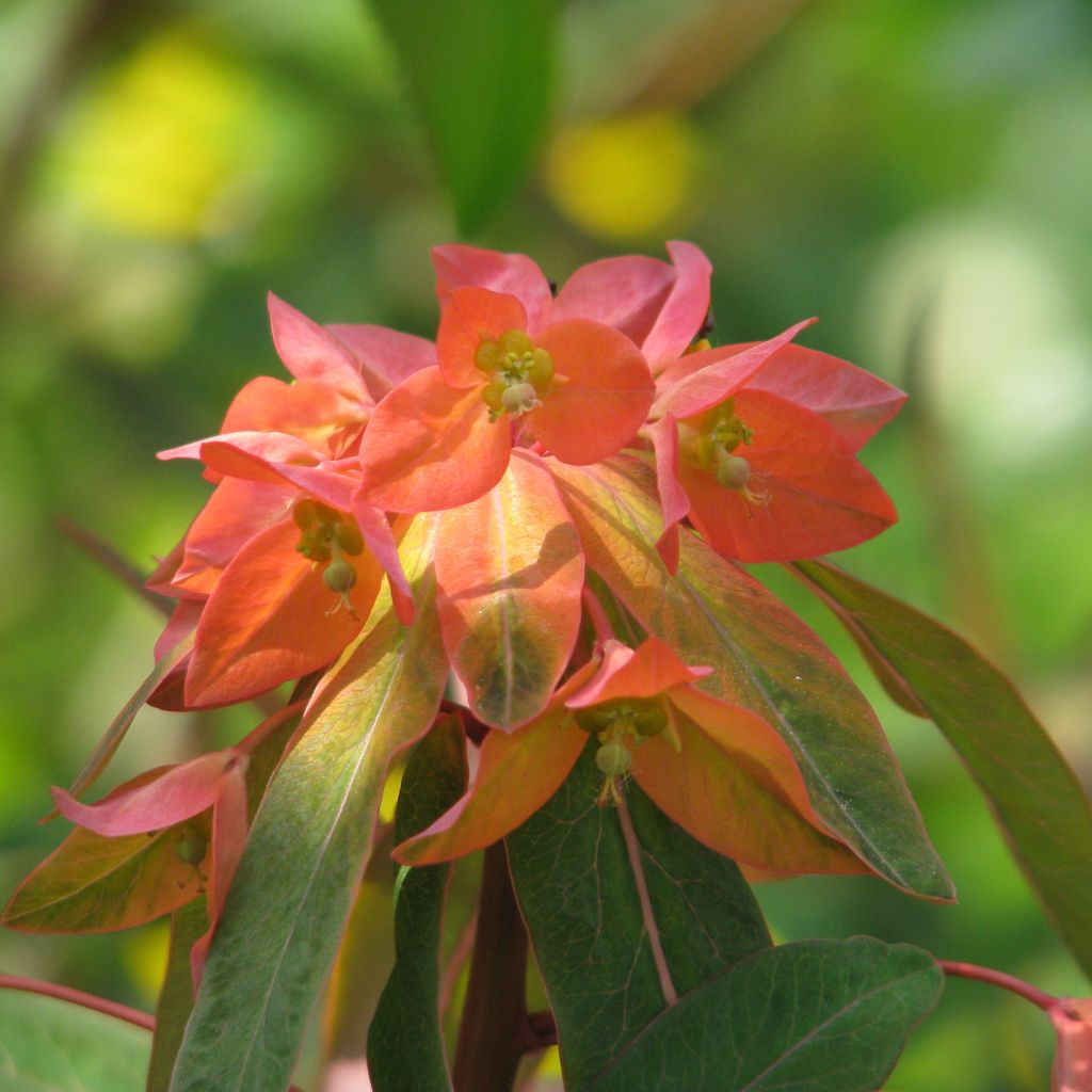 Euphorbe, Euphorbia griffithii