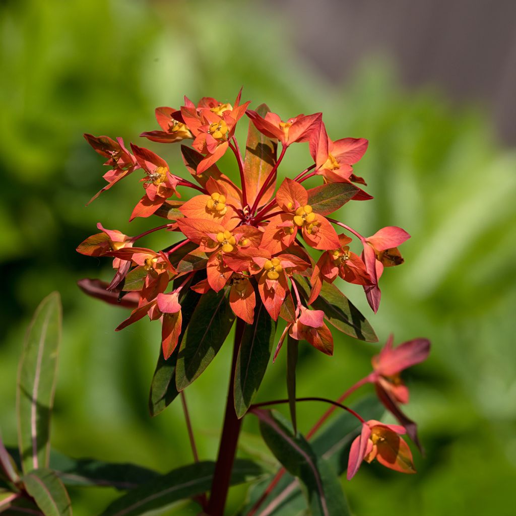 Euphorbia griffithii Dixter