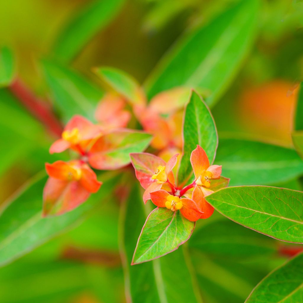 Euphorbia griffithii Dixter