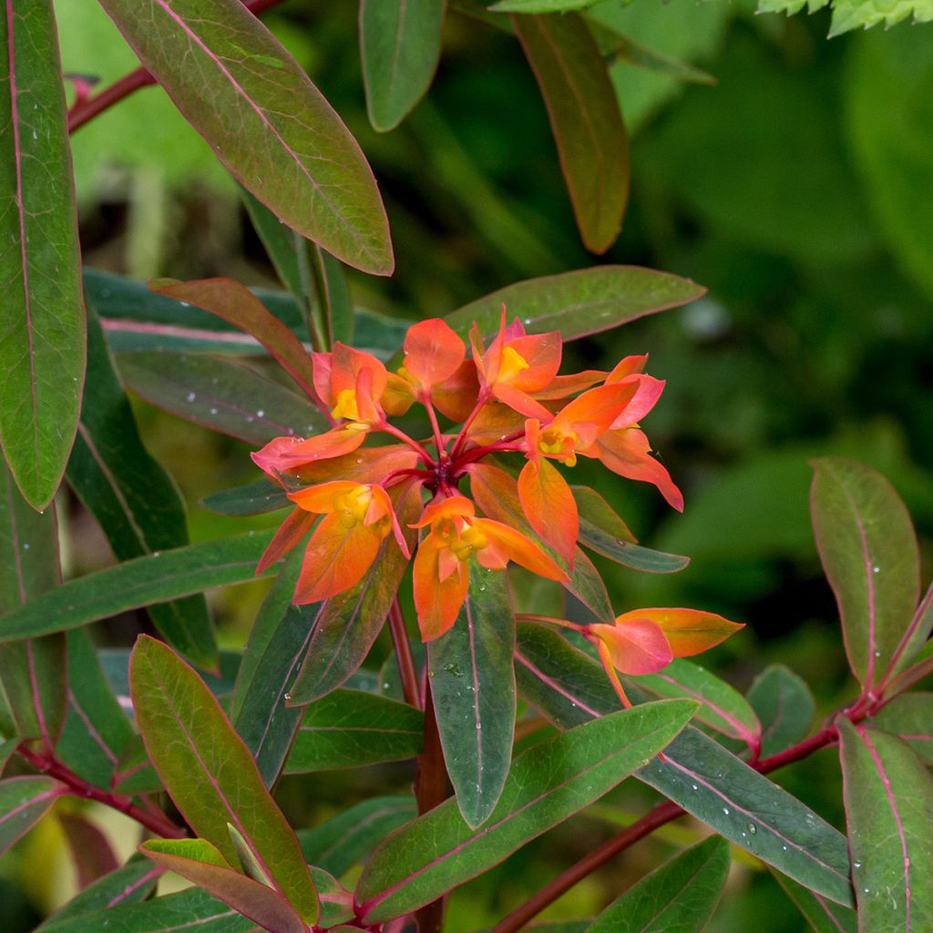 Euphorbia griffithii Dixter