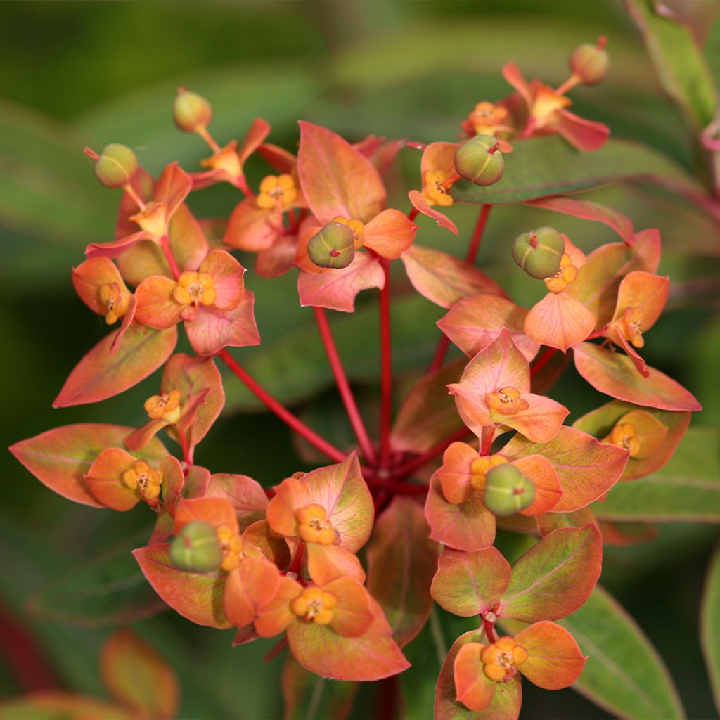 Euphorbia griffithii Dixter