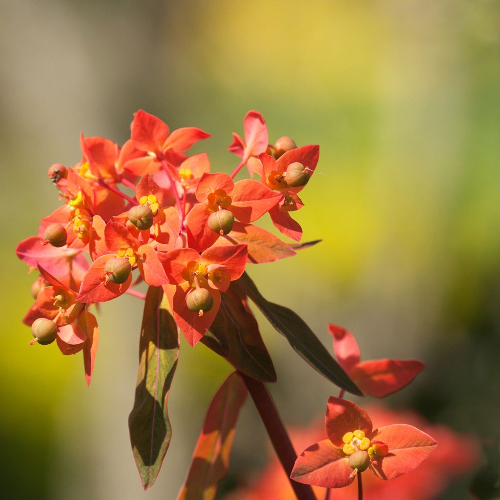 Euphorbia griffithii Dixter