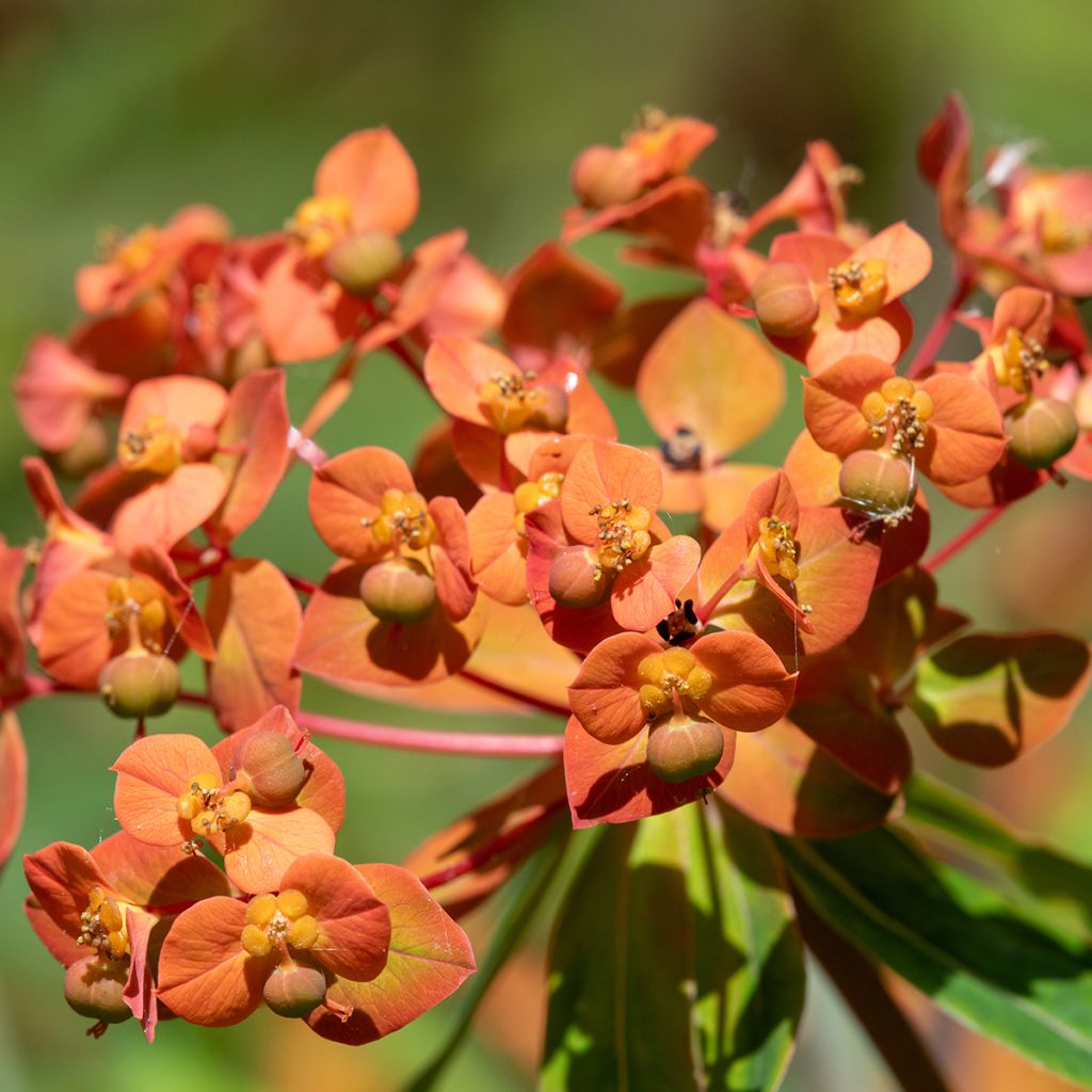 Euphorbia griffithii