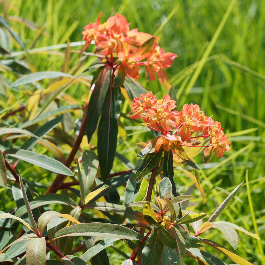 Euphorbia griffithii