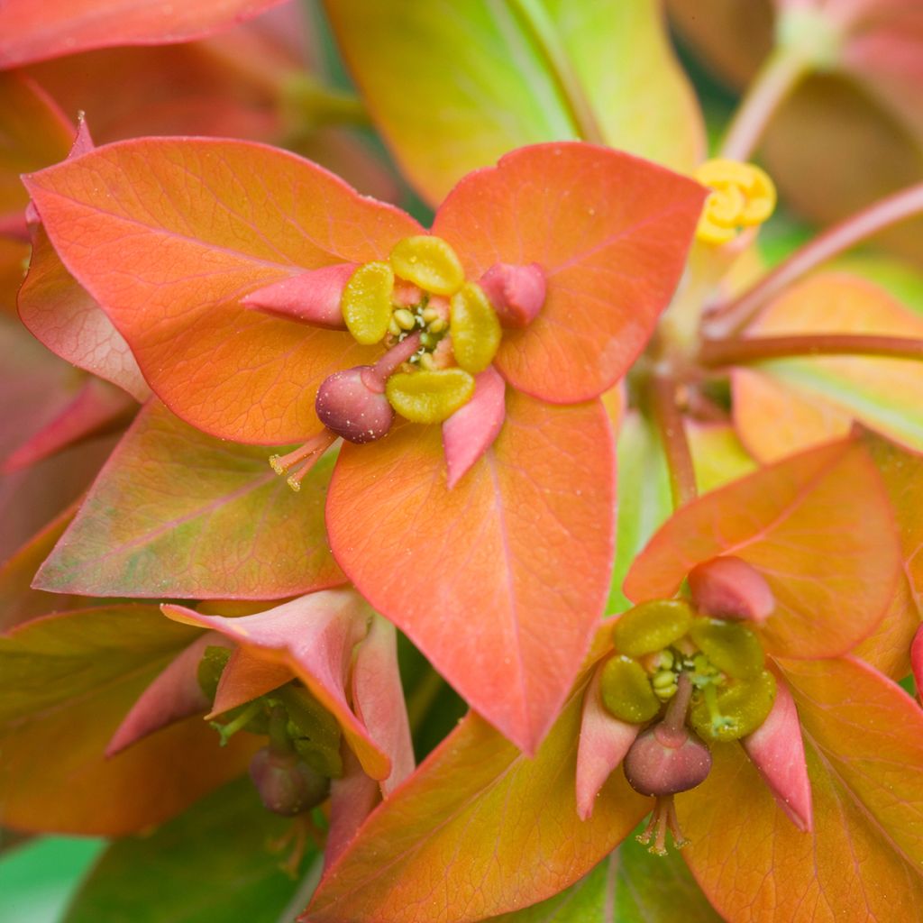 Euphorbia griffithii