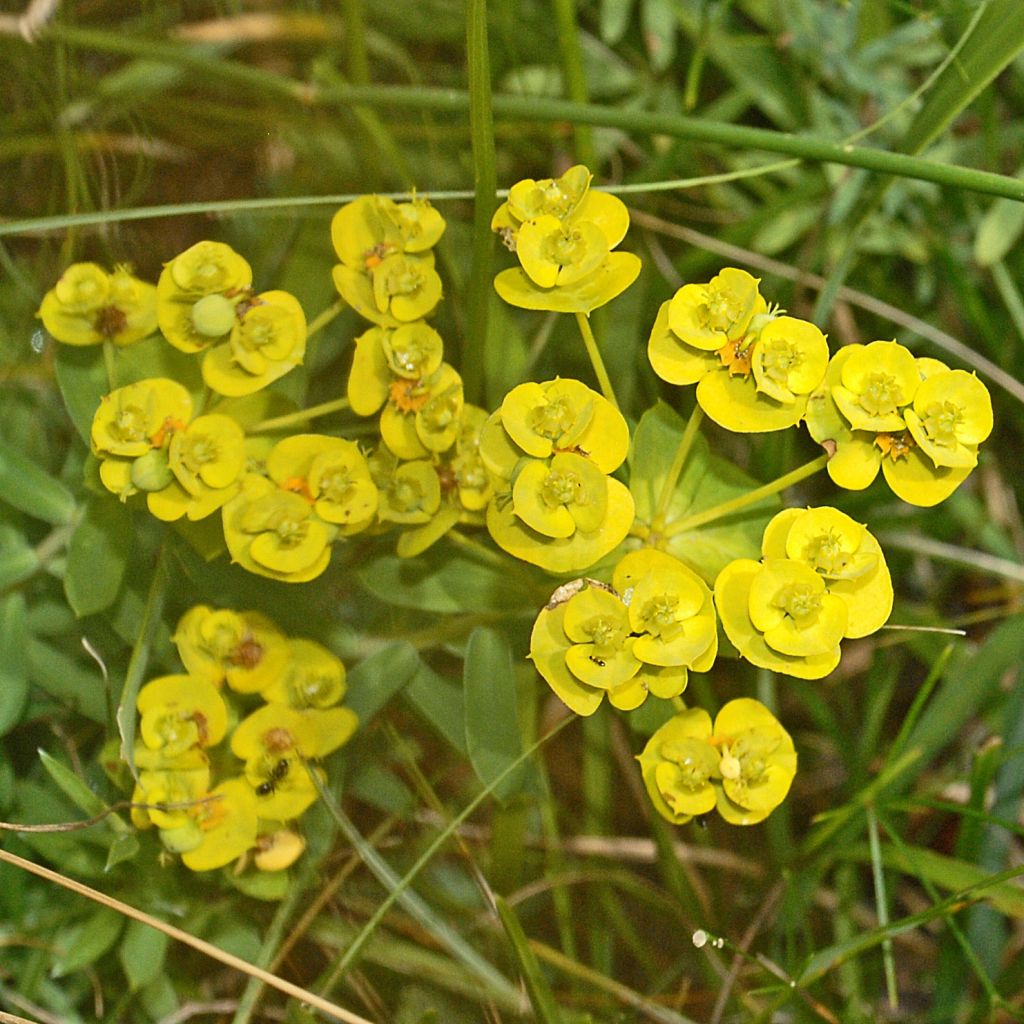 Euphorbia nicaeensis