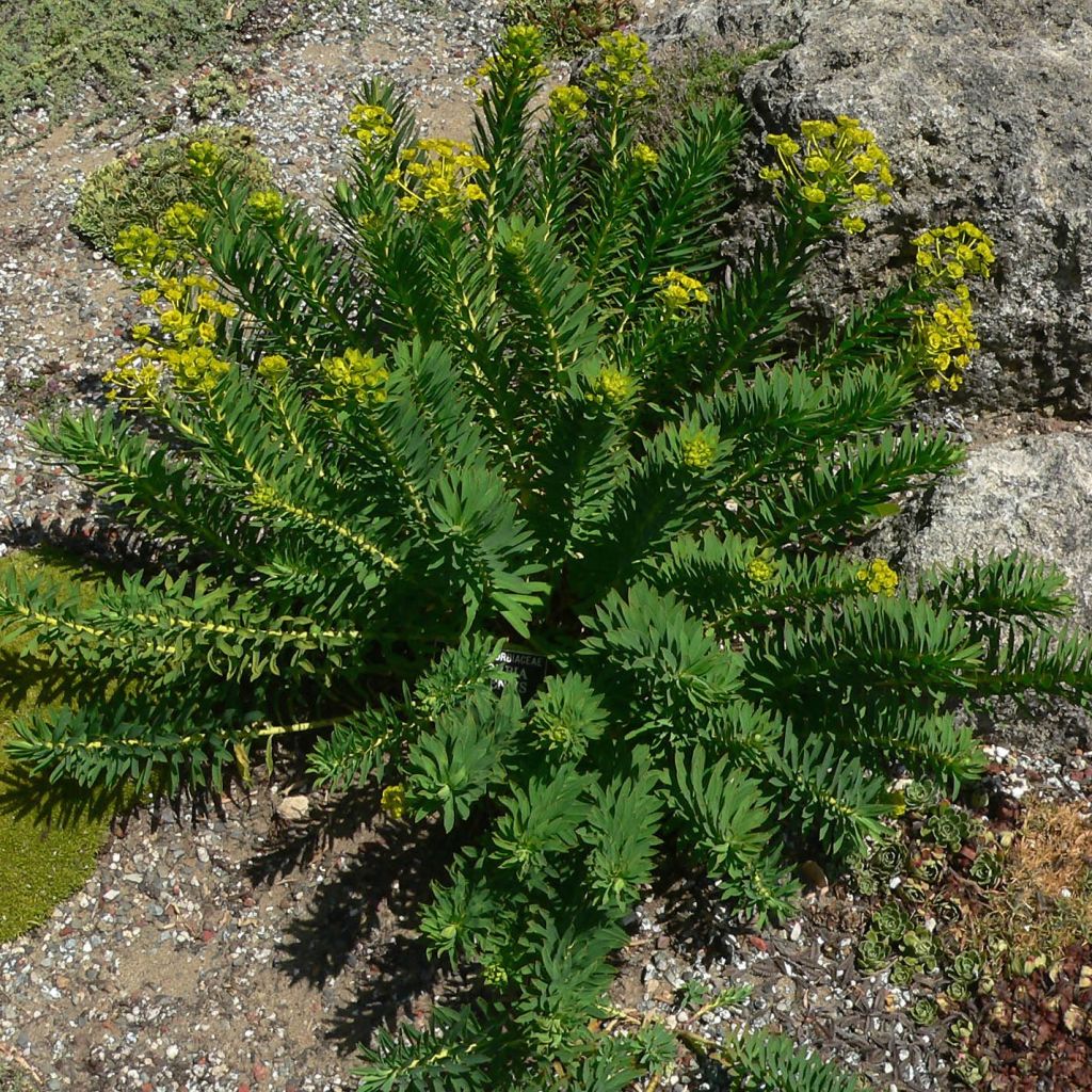 Euphorbia nicaeensis