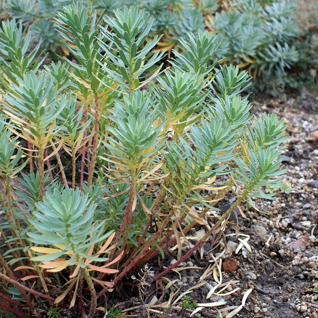 Euphorbia nicaeensis