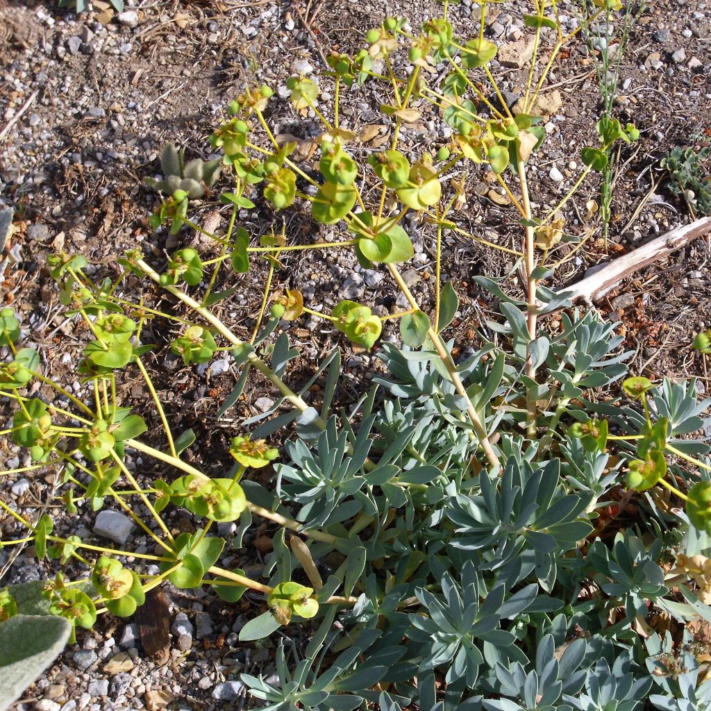 Euphorbia nicaeensis