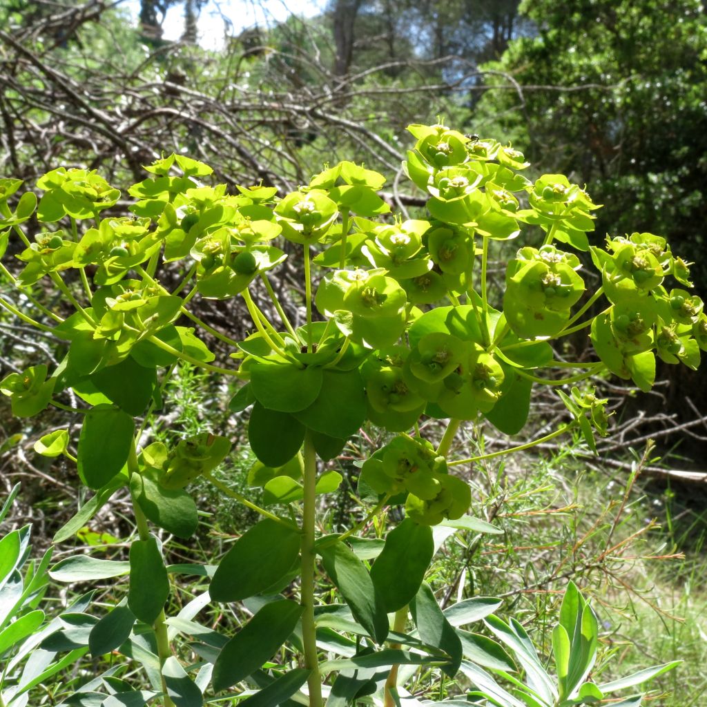 Euphorbia nicaeensis