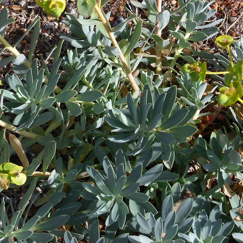 Euphorbia nicaeensis