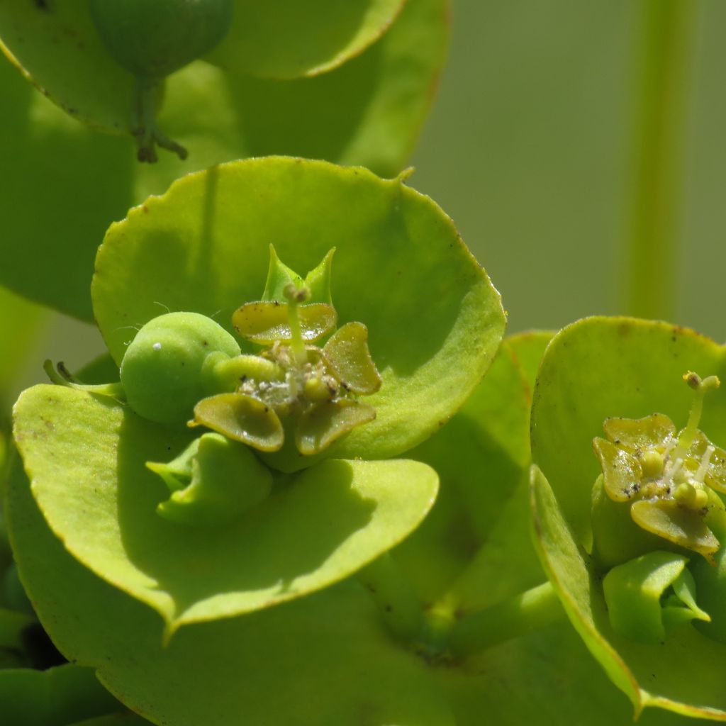 Euphorbia nicaeensis